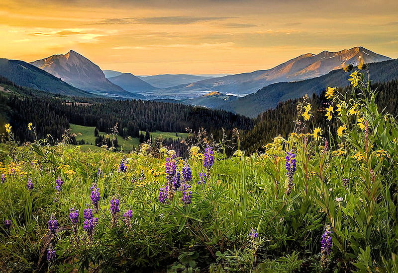Sunset over Crested Butte, Colorado, blossoms, flowers, sky, mountains, HD wallpaper