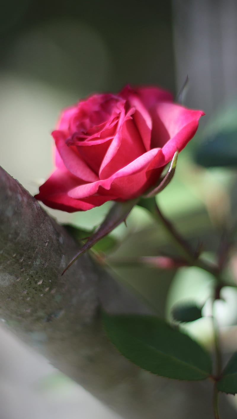 Miniature Rose, bonito, nature, pink, pretty, HD phone wallpaper