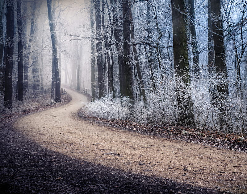 path, fog, forest, winter, frost, HD wallpaper