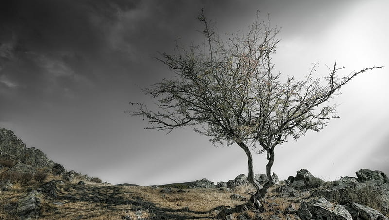 thorny tree on a rocky hill r, rocks, thorns, tree, r, hill, mist, HD wallpaper