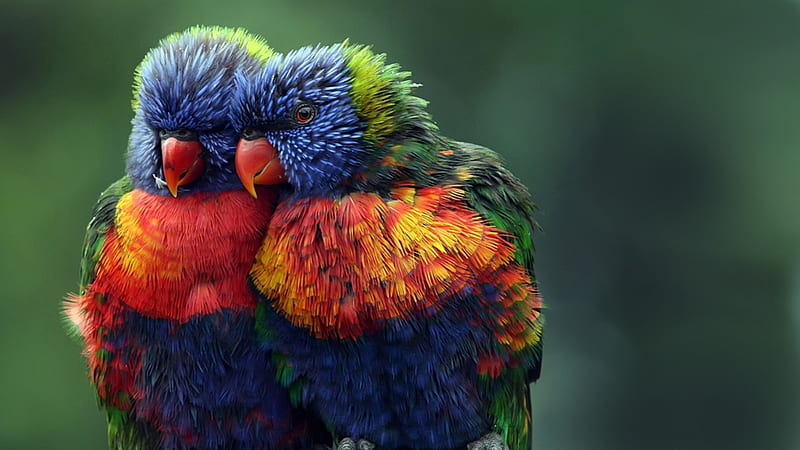 Cuddling Rainbow Lorikeets, colorful, birds, Austrailian parrot, rainbow, parikeets, bird, lorikeets, bright, New Zealand, HD wallpaper