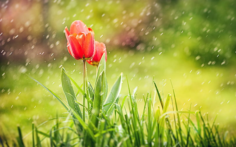 Tulip Rain , tulip, rain, nature, flowers, HD wallpaper