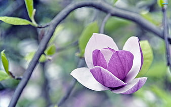 Palabras clave de fondo de pantalla: magnolias púrpuras | Peakpx