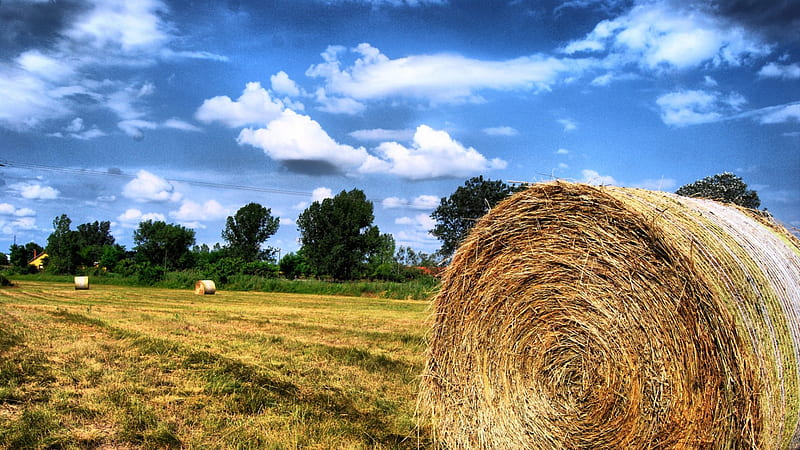 hay bales on a summer day, bales, trees, sky, field, ahy, HD wallpaper