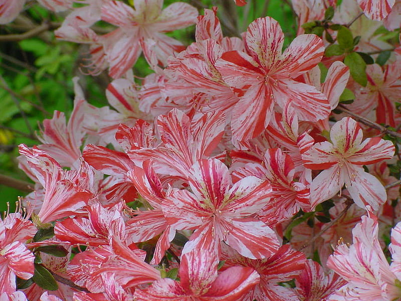 Red and White Azalea, red, bush, striped, flower, shrub, white, azalea, HD wallpaper