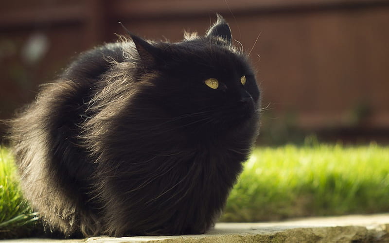Cat, black, pussy, kitty, HD wallpaper