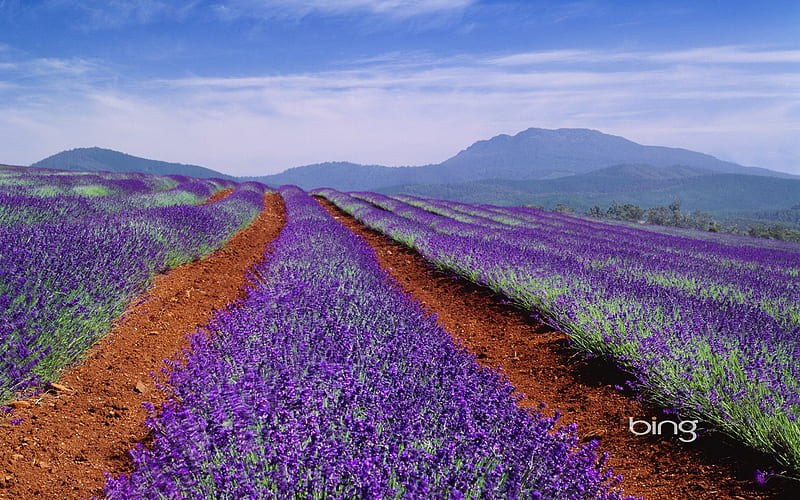 Tasmania Australia of lavender fields, HD wallpaper