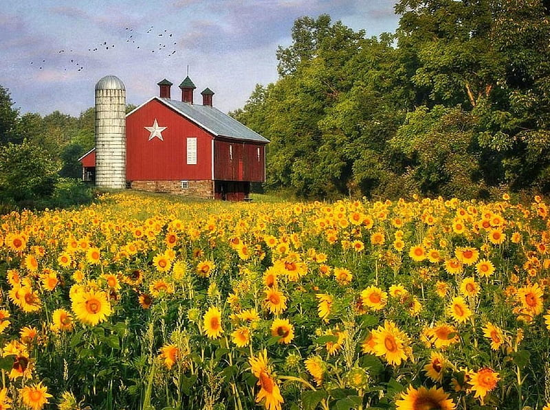 Morning Farm, rural, love four seasons, farms, country, graphy, sunflowers, flowers, sunrise, barns, HD wallpaper