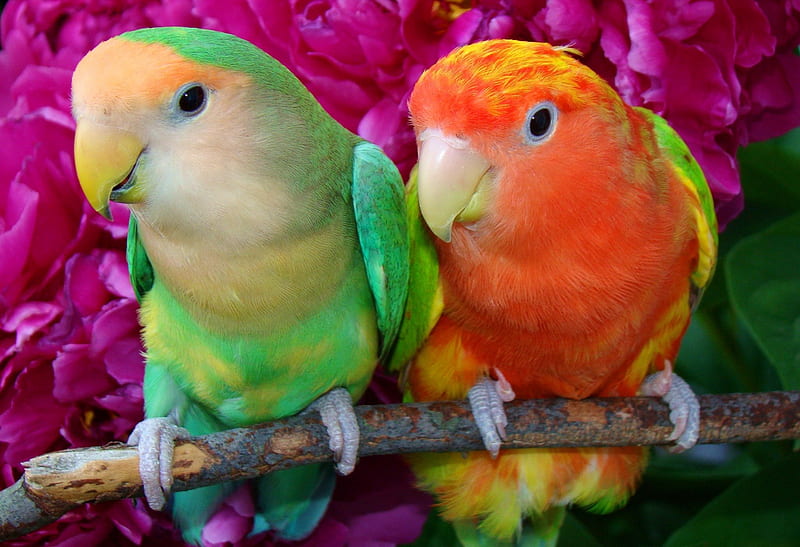 Exotic birds, lovely, colors, birds, bonito, parrot, sweet, cute, tree, nice, love, parakeet, nature, branches, friends, HD wallpaper