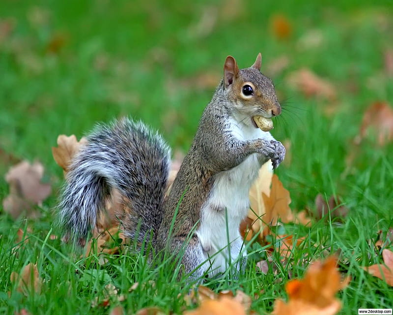 Grey Squirrel, nuts, squirrel, gris, rodent, animal, HD wallpaper