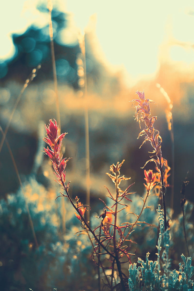 grass, plant, sunlight, glare, blur, HD phone wallpaper