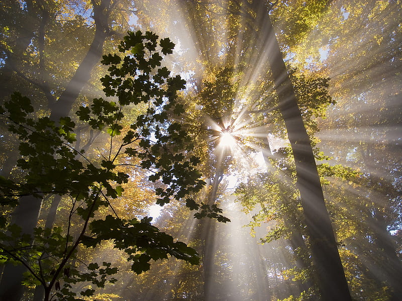 Shine Through, forest, tree, sun, view, HD wallpaper