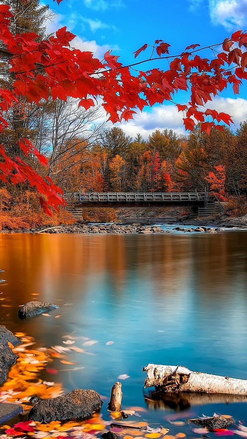 Nature , lake, fall, foliage, sky, tree, background, HD phone wallpaper