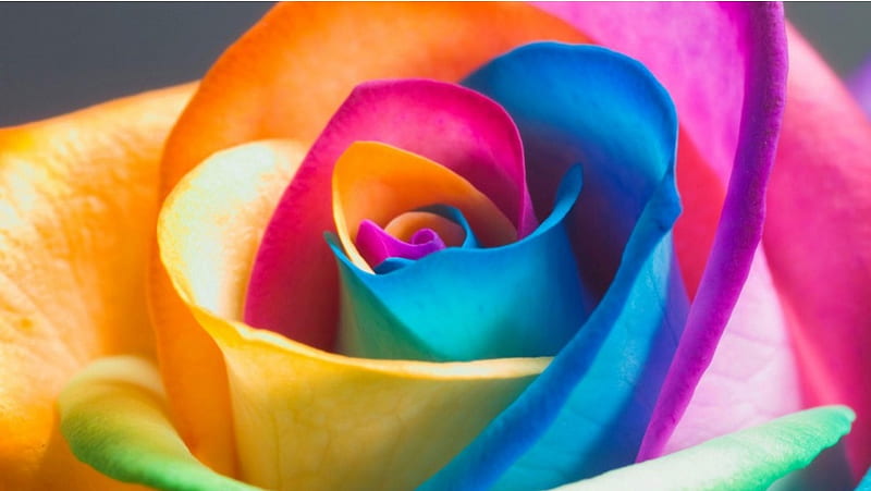 Rainbow Roses, HD wallpaper | Peakpx