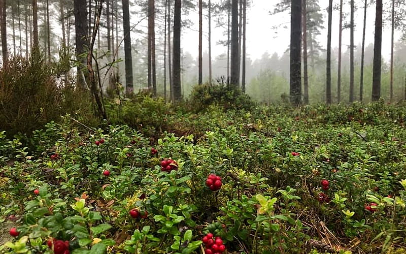 Red Bilberries in Forest, Latvia, forest, red bilberries, trees, HD wallpaper