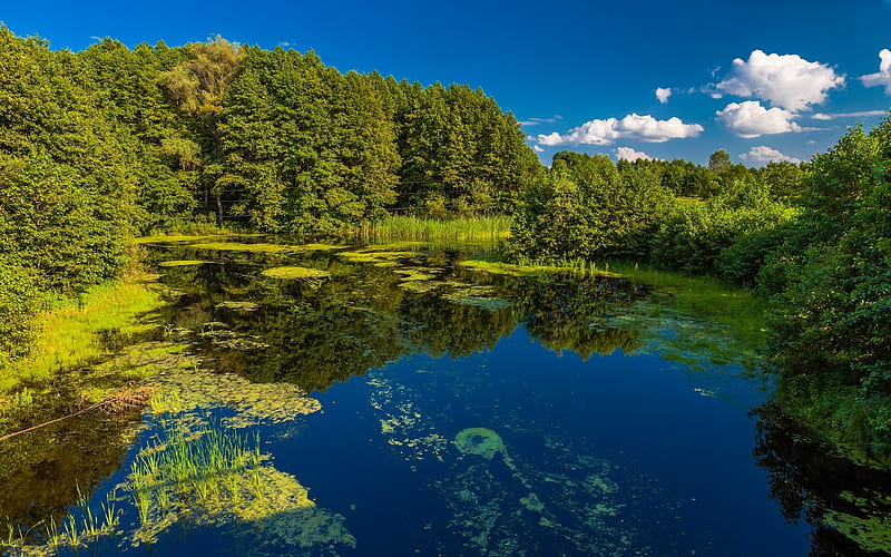 Ukraine, summer, pond, ukrainian nature, reeds, Europe, HD wallpaper