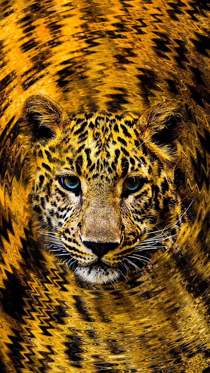 Blue Eyed Tiger, HI, animal, black, blue eye, cat, eye, face, leopard, portrait, speckle, yellow, HD phone wallpaper