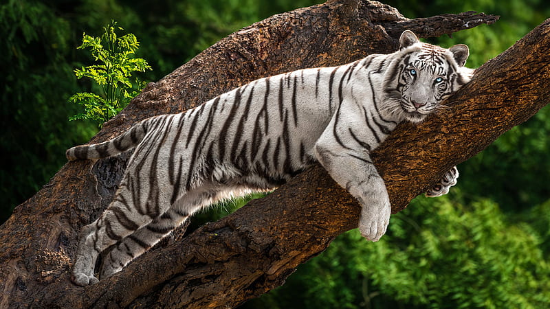 White Tiger With Blue Eyes Animals, HD wallpaper