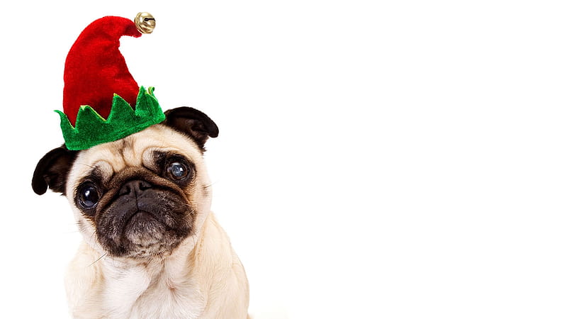 christmas pug, pug, christmas, canine, dog, HD wallpaper