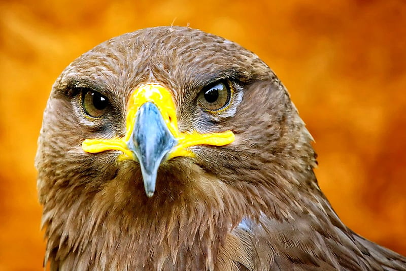 Hawk Eyes, hawk, cool, eyes, HD wallpaper