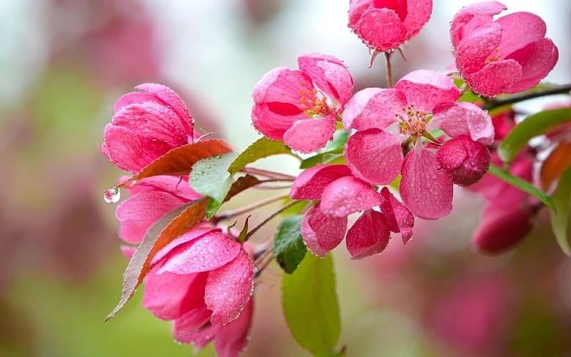 Spring Flower Time, dew, flowers, buds, rain drop, Spring, HD wallpaper