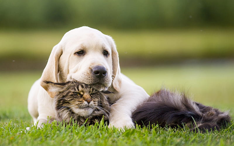labrador, friendship, puppy, kitten, cute animals, pets, cats, dogs, golden retriever, HD wallpaper