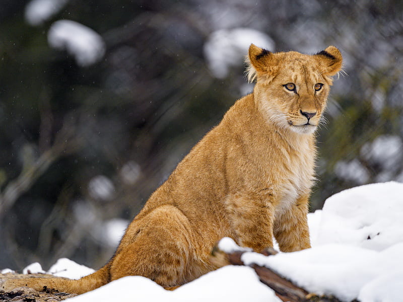 lion cub, lion, animal, big cat, snow, wildlife, HD wallpaper