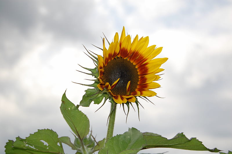 opening sunflower, farm, pretty, colors, garden, sunflower, field, HD wallpaper