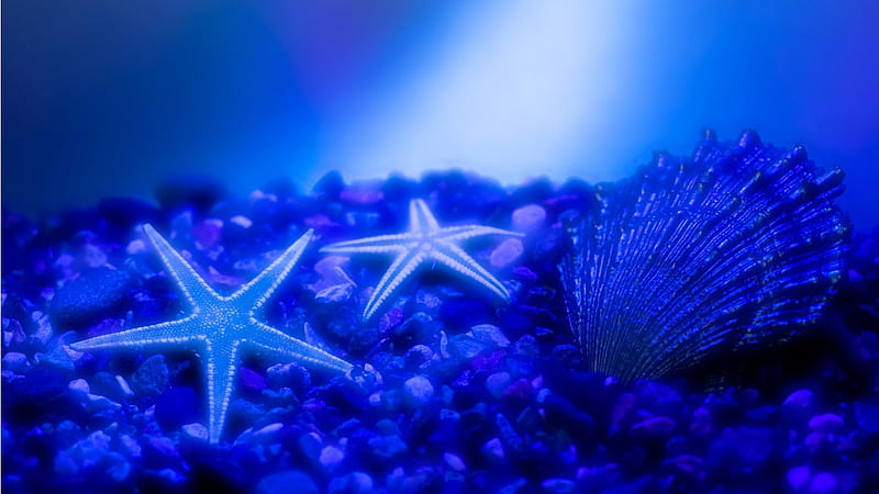 Sea Stars, shell, blue, star, ocean, HD wallpaper