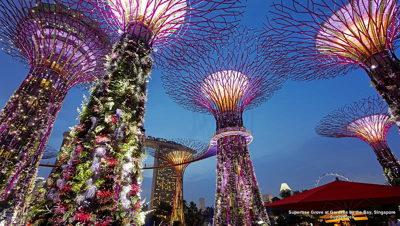 Supertree Grove Singapore, Asia, Singapore, Trees, lights, HD wallpaper