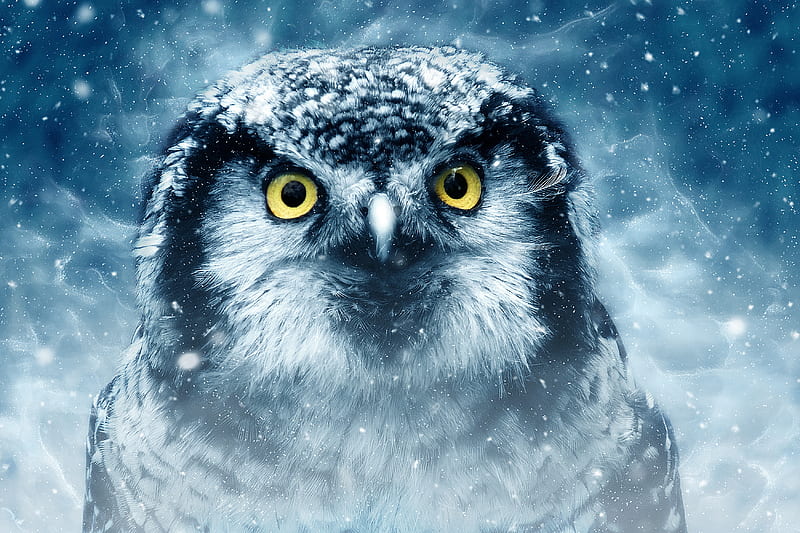 Snowy Owl Eyes Closeup , owl, birds, closeup, HD wallpaper