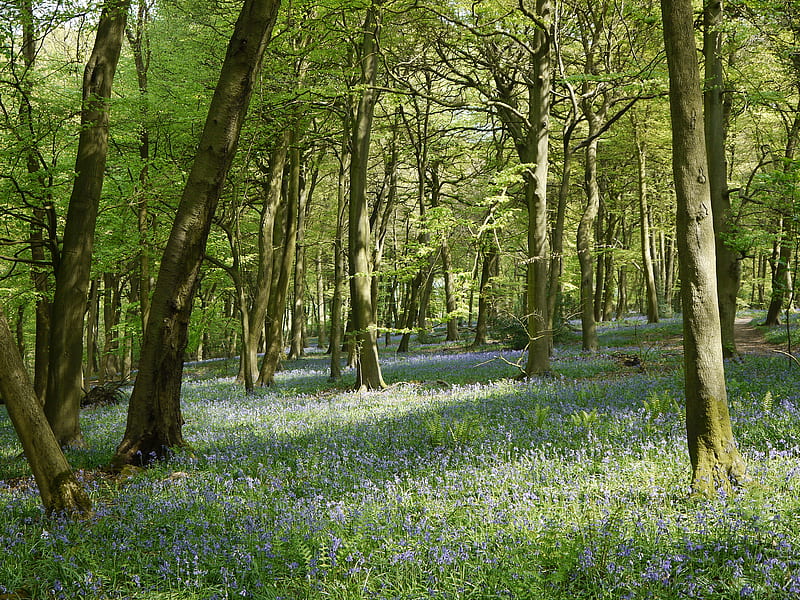Bluebells in a Beech Wood., tranquil, warm, chilterns, spring, bluebells, HD wallpaper