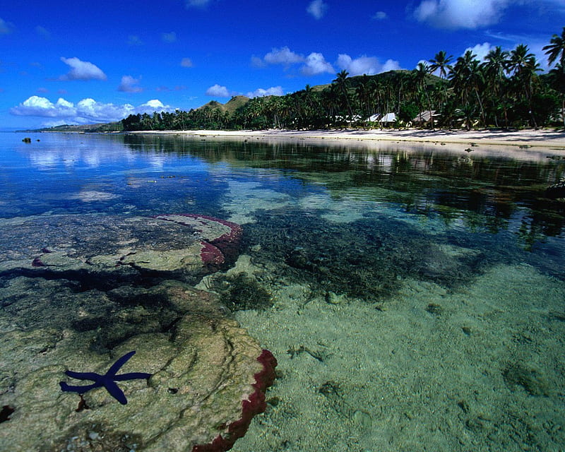 Coral Coast, Fiji, rocks, scenic, palm trees, beach, bures, calm, sand, marine, kelp, seaweed, hills, huts, clear, ocean, trees, tourist, starfish, water, paradise, island, HD wallpaper