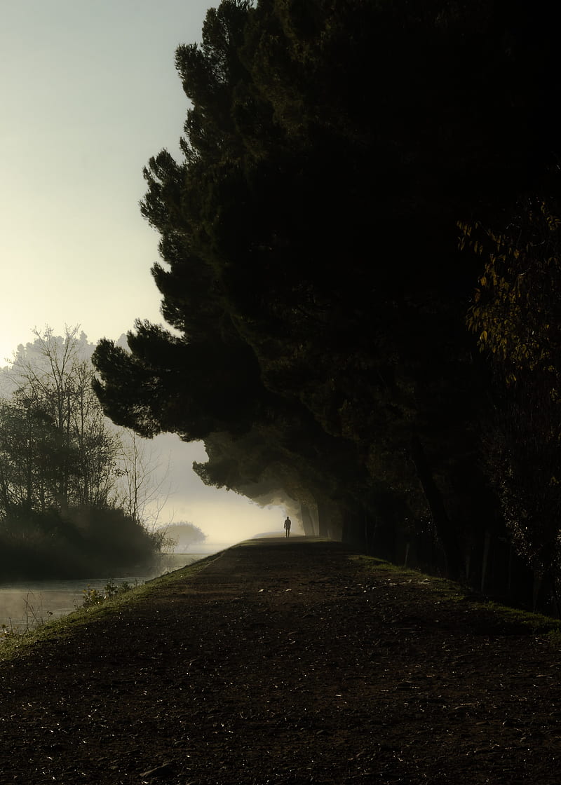 silhouette, fog, trees, loneliness, darkness, dark, HD phone wallpaper