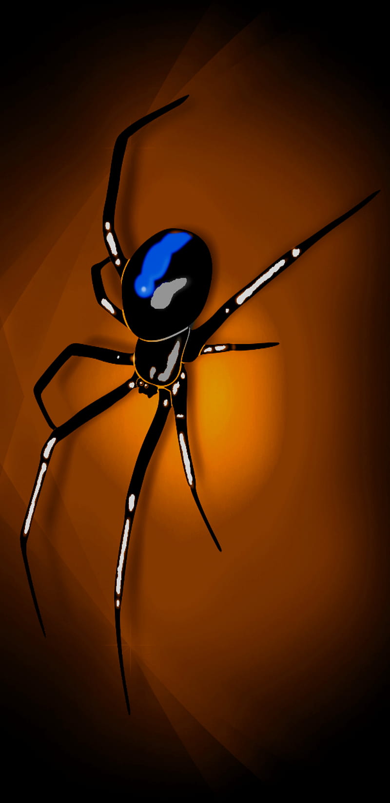 Blue Widdow, bite, insects, kills female, more venomous, pain, poison, sepsis, spider, top killer, wound, HD phone wallpaper