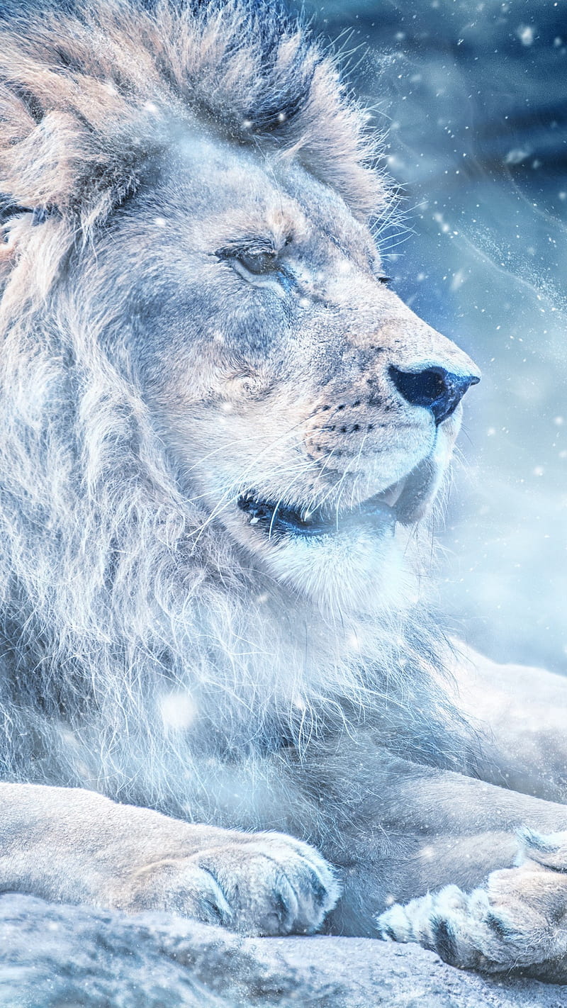 Big White Lion, king of beasts, big cat, snow, nature, animal, wild, HD  phone wallpaper | Peakpx