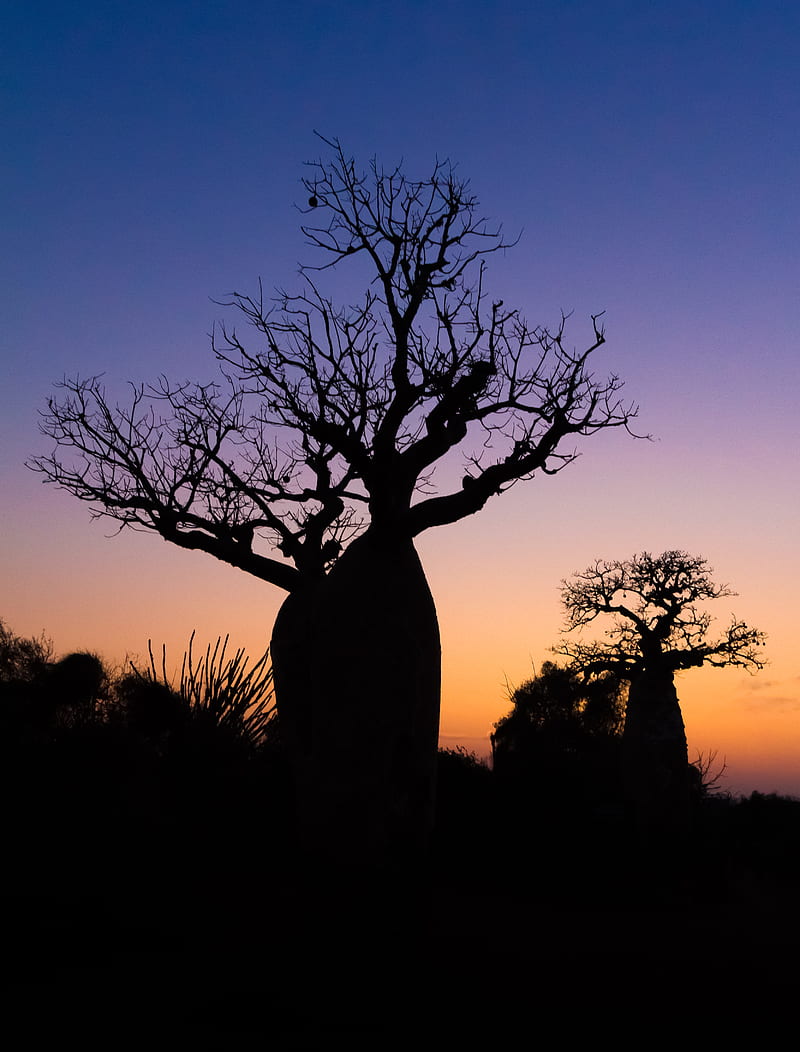 baobabs, trees, silhouettes, dark, HD phone wallpaper