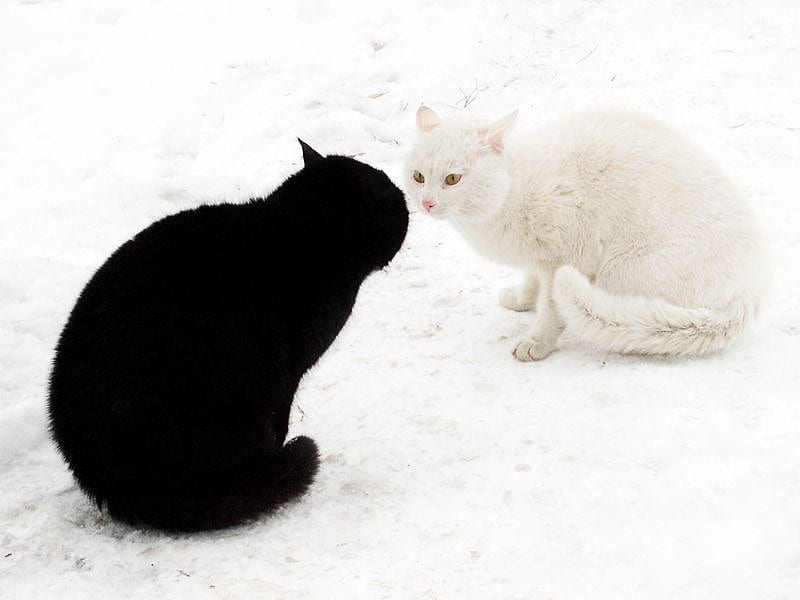 Basement Cat vs Ceiling Cat, black, ceiling cat, cat, basement cat, animal, snow, white, cats, animals, HD wallpaper