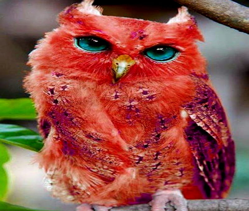 Red Owl Raríssima of New Guinea, Red, Protected, Rare, Owl, Blue, Eyes, HD wallpaper