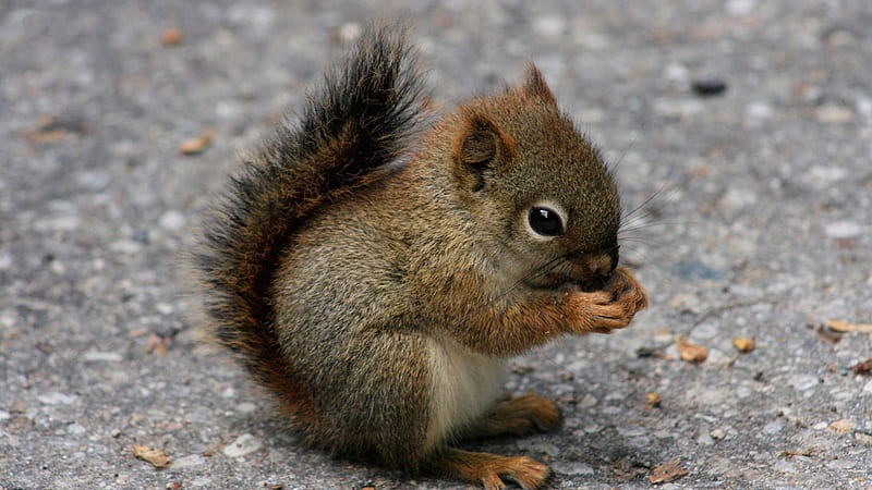 Baby Brown Black Squirrel On Road Eating Nuts Squirrel, HD wallpaper