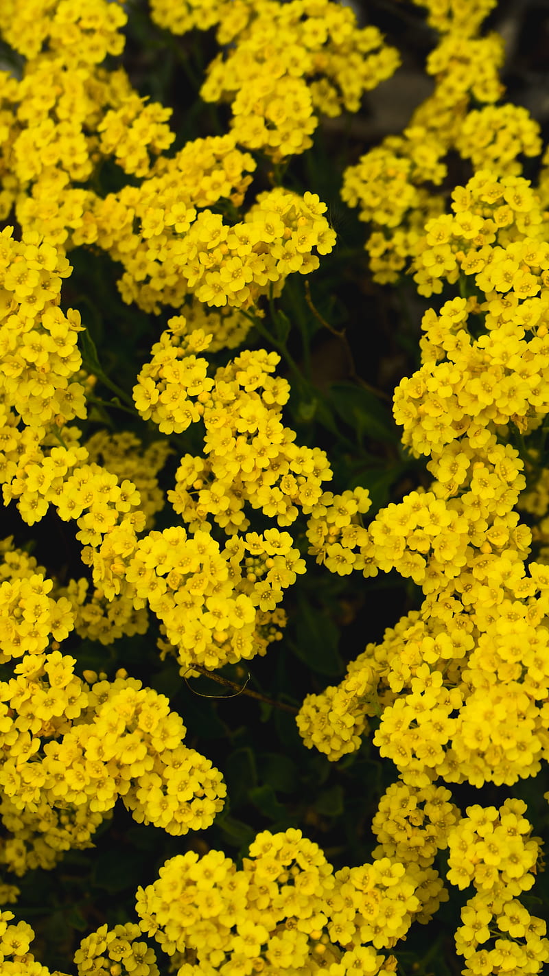 yarrow, flower, yellow, HD phone wallpaper