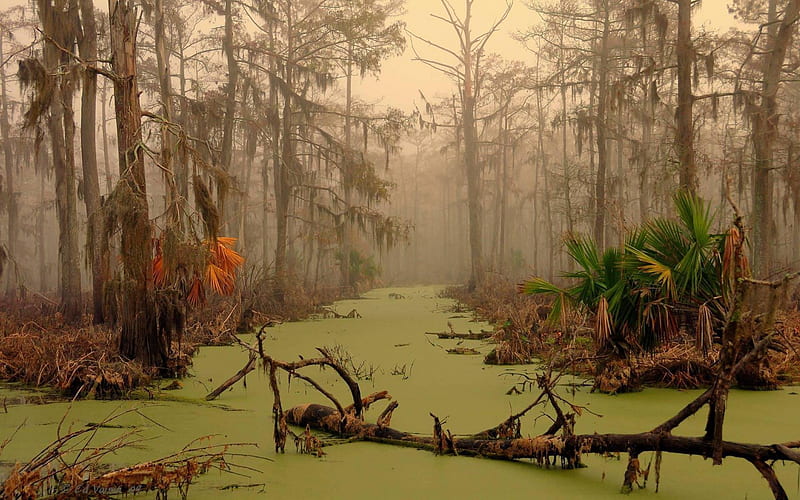 Murky Swamp, murky, foggy, jungle, forests, trees, swamp, rivers, HD wallpaper