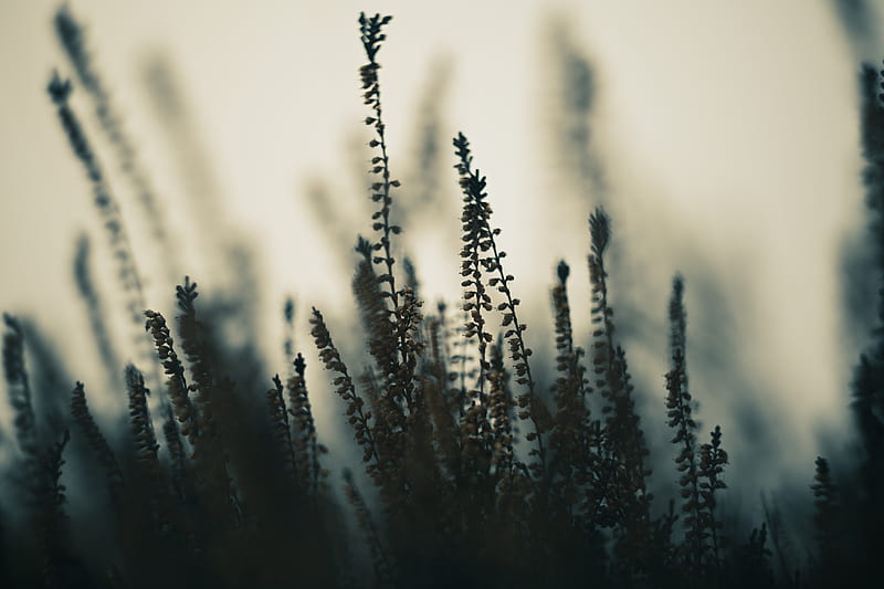plants, stems, fog, macro, nature, HD wallpaper