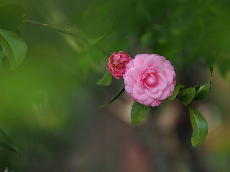 Camellia, Floral, Flowers, Pink, HD wallpaper