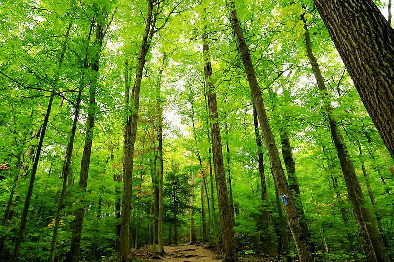 green trees on brown soil, HD wallpaper