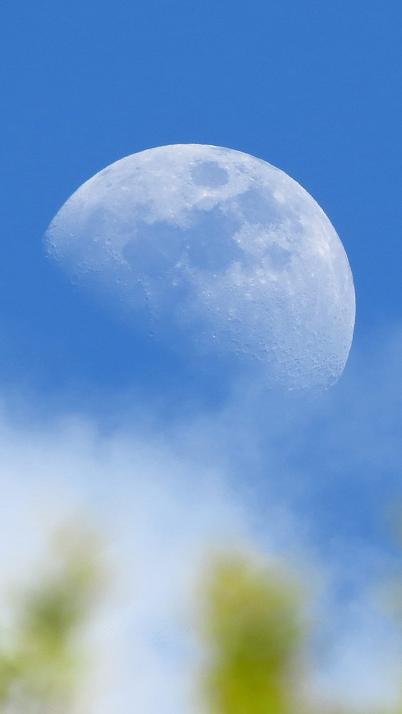 The moon, astronomy, leaves, moon, lunartics, moon, orlandofl, us, HD phone wallpaper