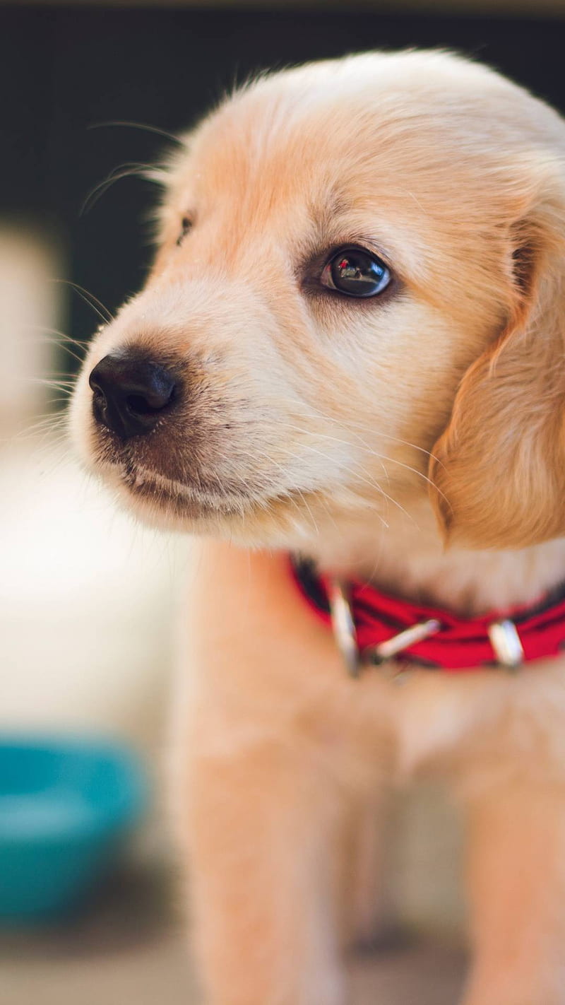 Four Cute Puppy Dog Wallpaper HD Wallpaper Backgrounds Tumblr 