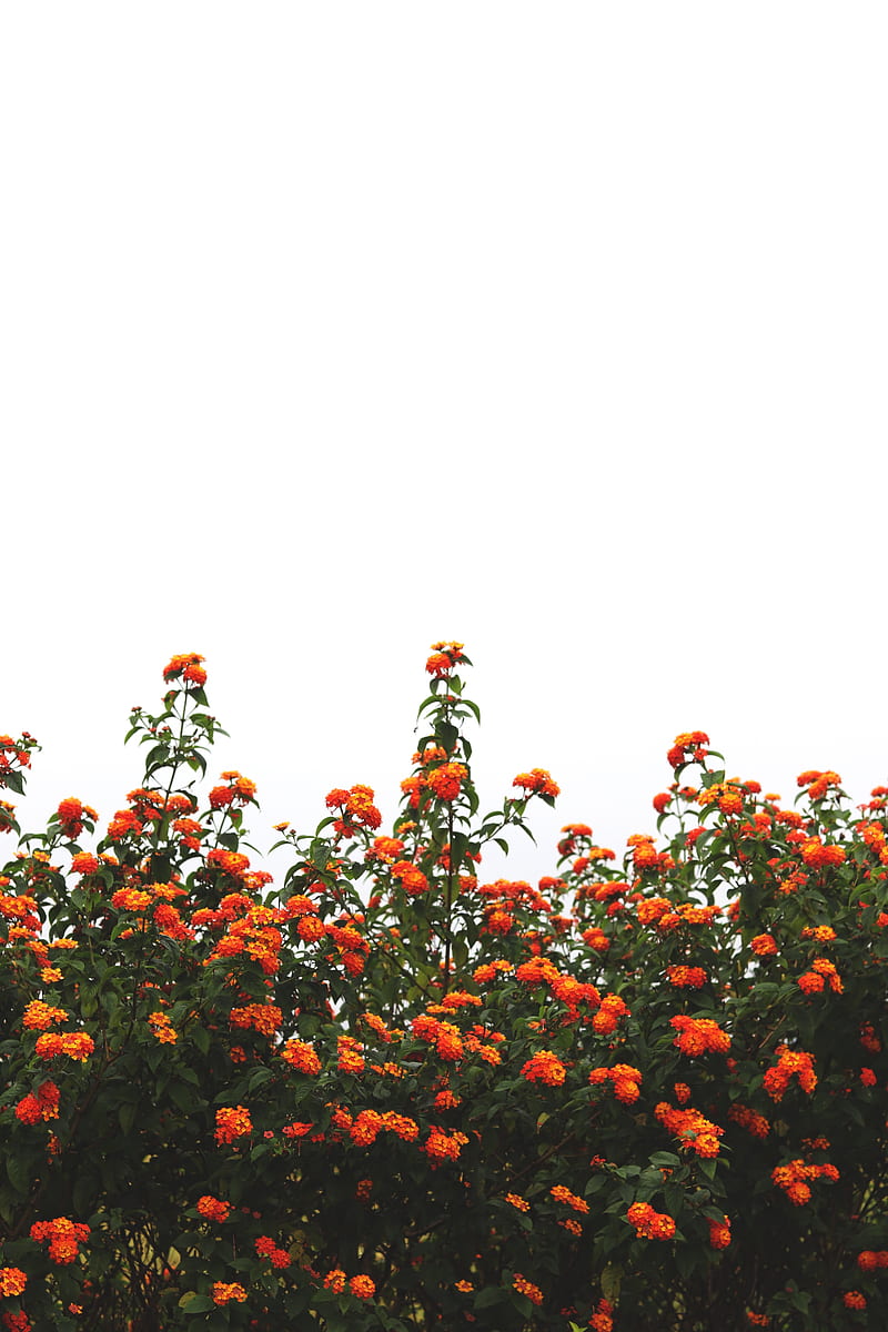 flowers, orange, bushes, sky, bloom, HD phone wallpaper