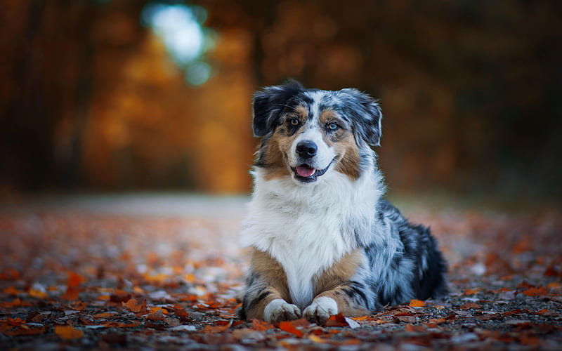 Australian Shepherd, autumn, yellow leaves, cute fluffy dog, Aussie, pets, dogs, HD wallpaper