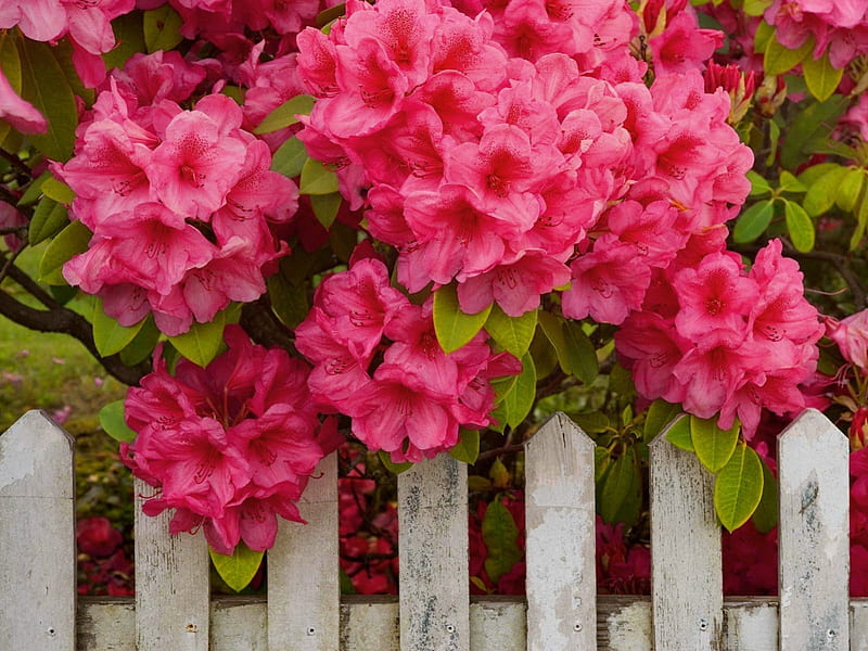 Pink garden, pretty, fence, lovely, bonito, spring, park, leaves, nice, bush, summer, flowers, garden, nature, blooming, pink, HD wallpaper
